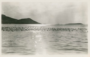 Image of Dovekies, flock on the water
